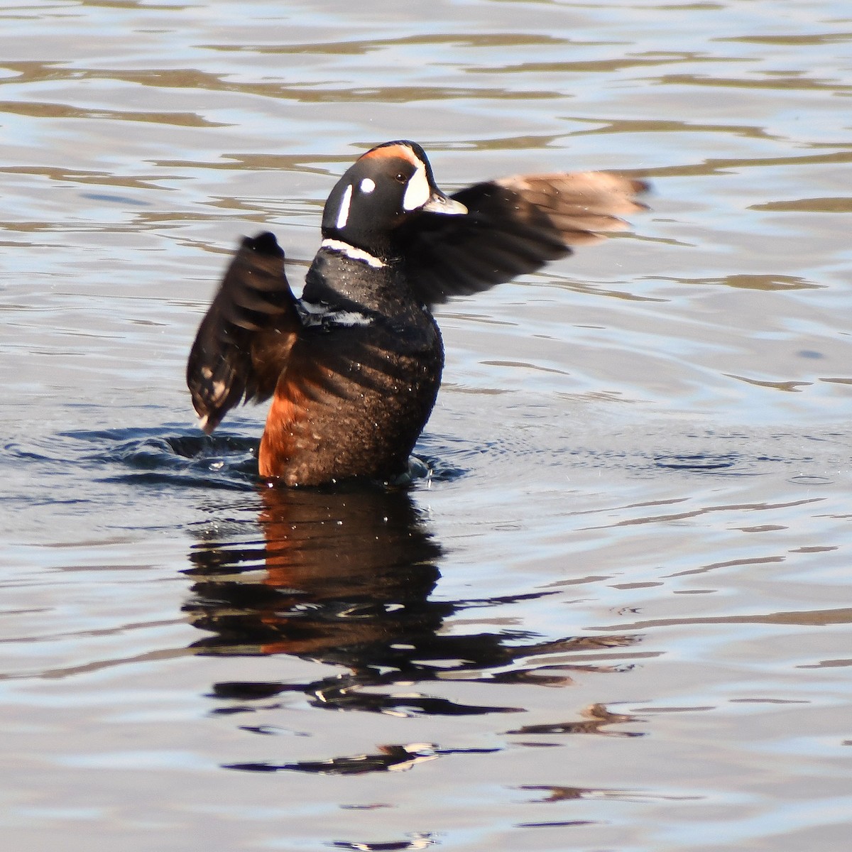 Ahate arlekina - ML639520886