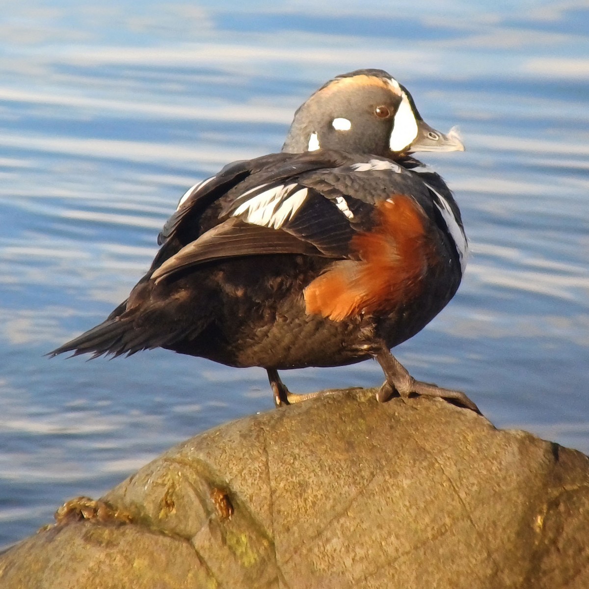 Ahate arlekina - ML639520887