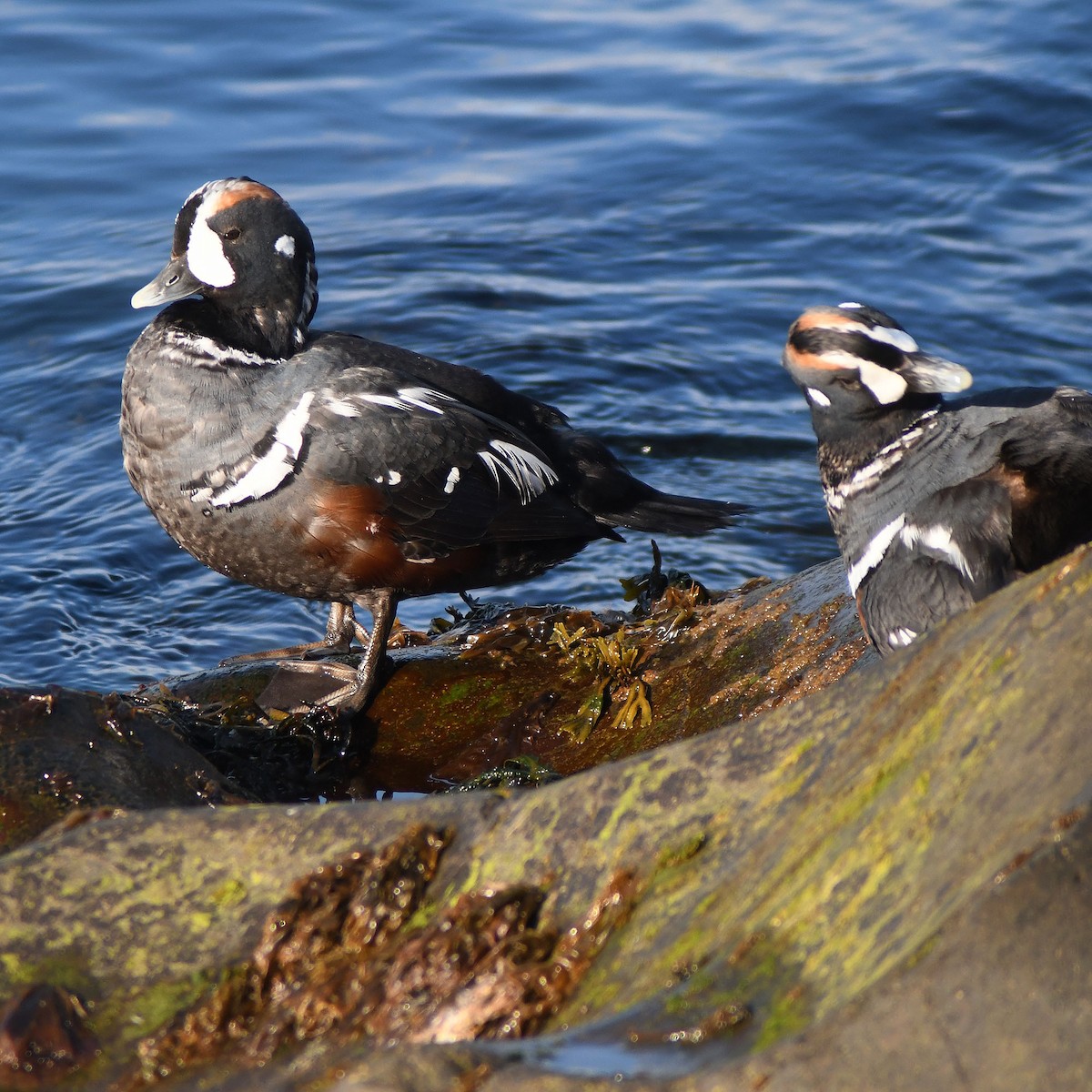 Ahate arlekina - ML639520888