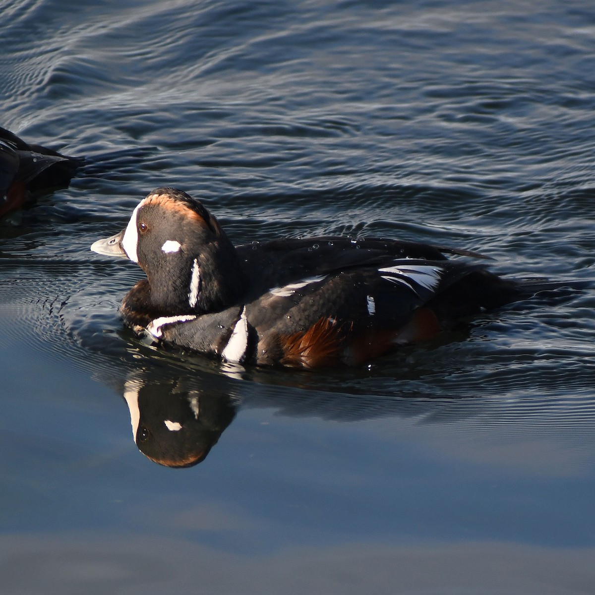 Ahate arlekina - ML639520890