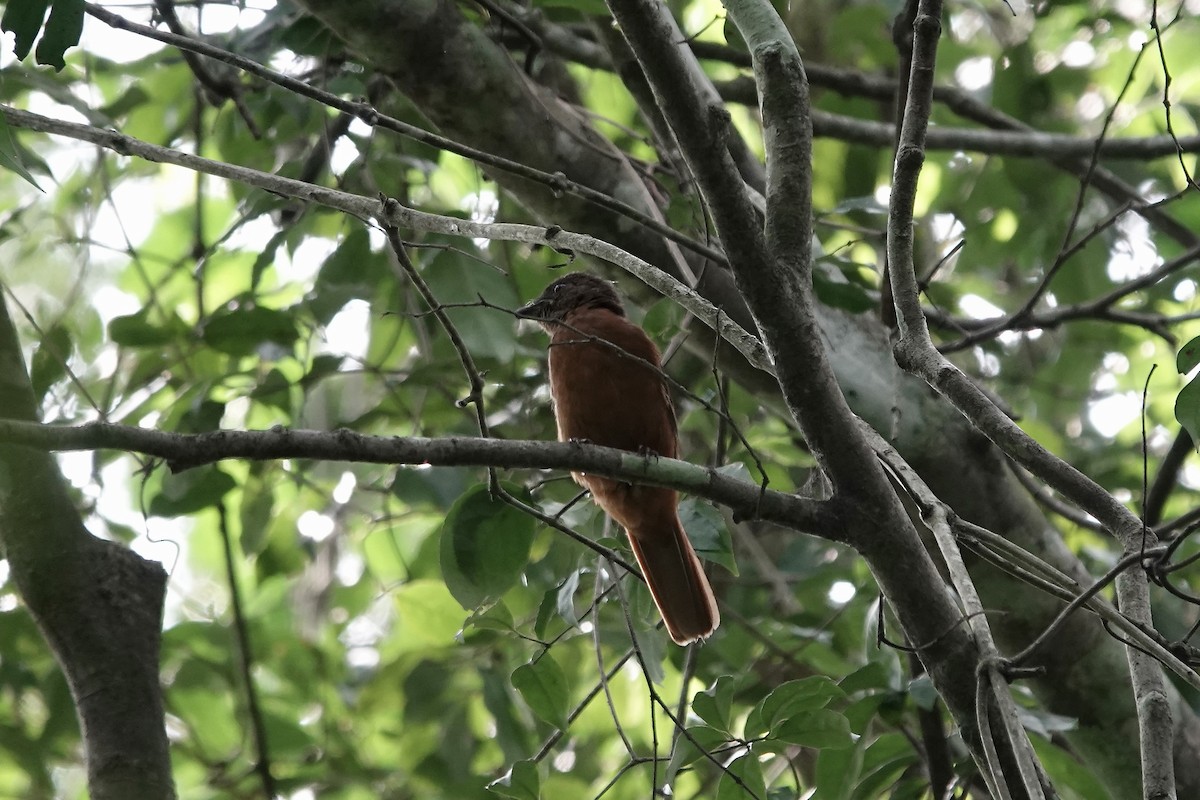 Rufous Flycatcher-Thrush - ML639520958