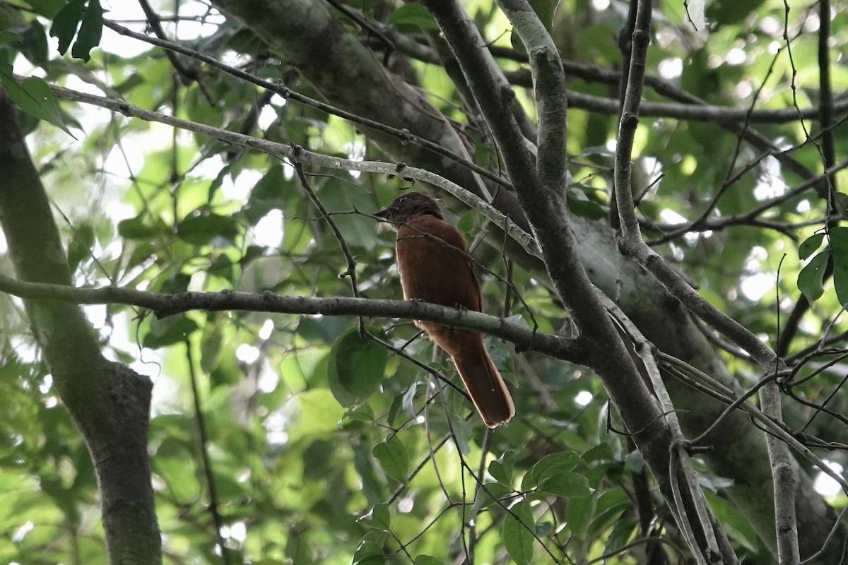 Rufous Flycatcher-Thrush - ML639520959