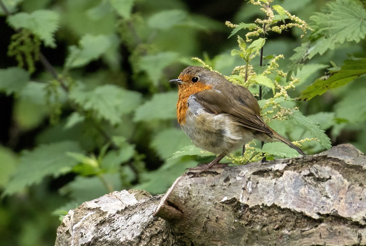 Өрнийн зээрд омруут - ML639521029