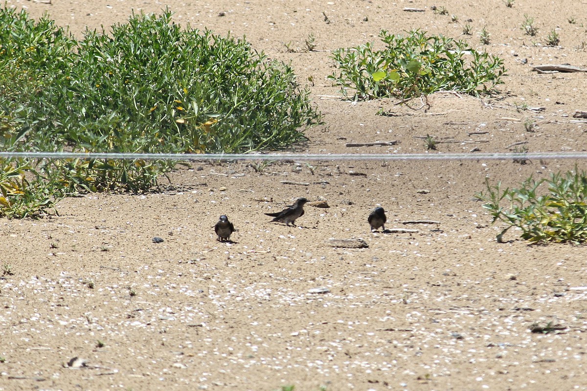 Асрын хараацай - ML639521085