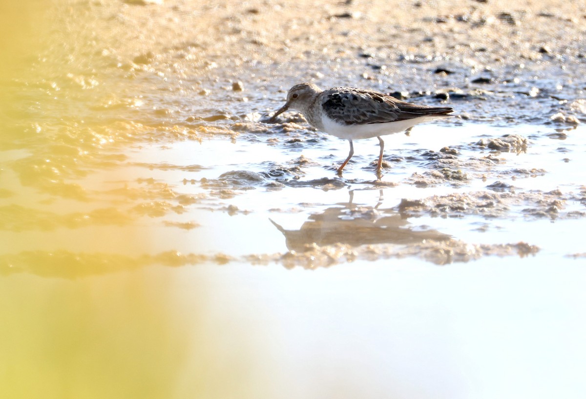 Temminck's Stint - ML639521109