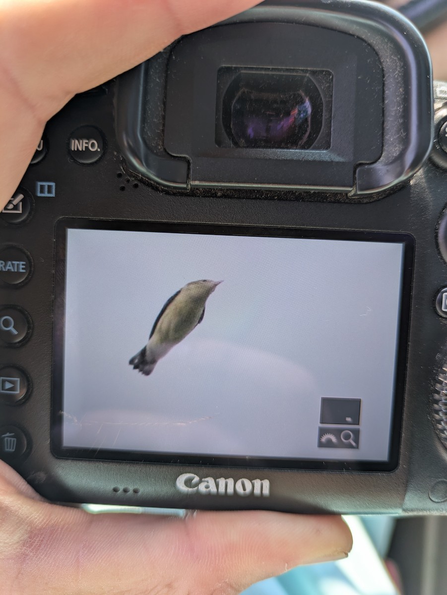 Cerulean Warbler - ML639521117