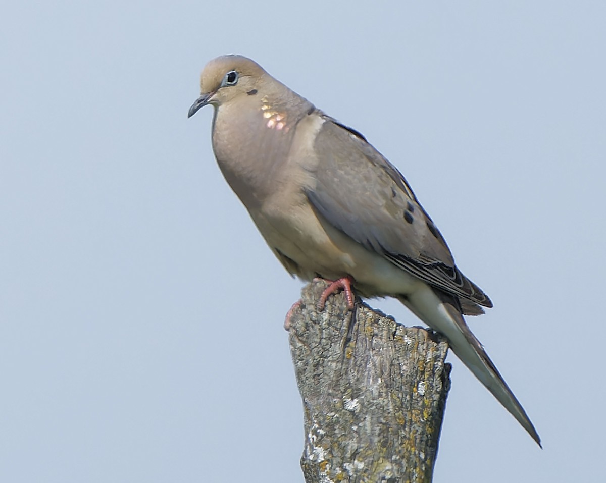Mourning Dove - ML639521146