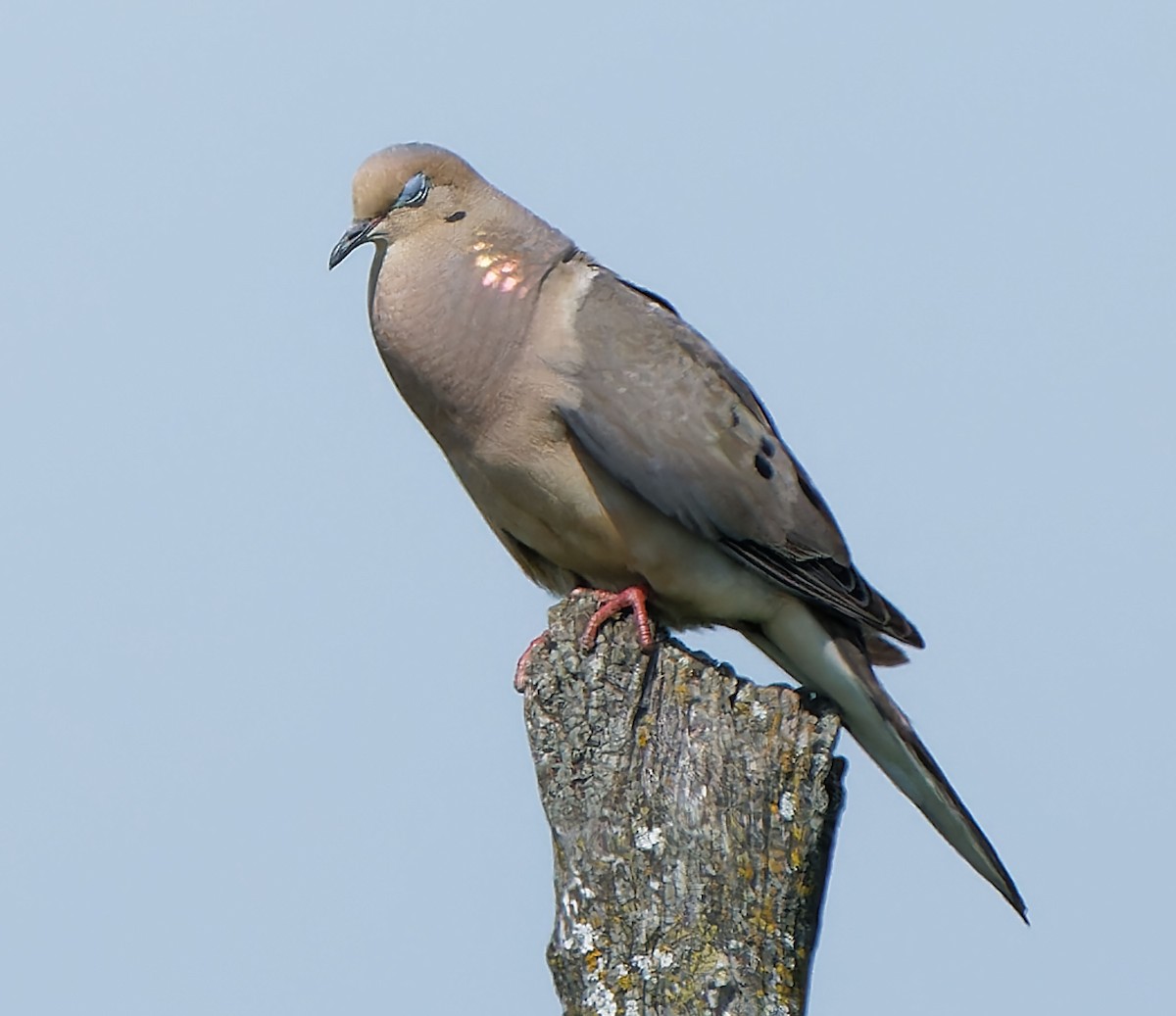 Mourning Dove - ML639521156