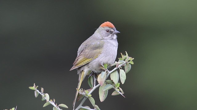 Green-tailed Towhee - ML639521173