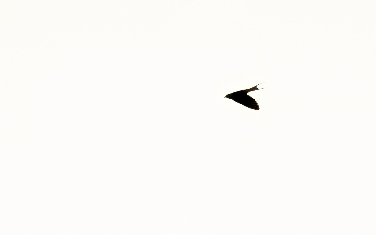 Fanti Sawwing - ML639521270