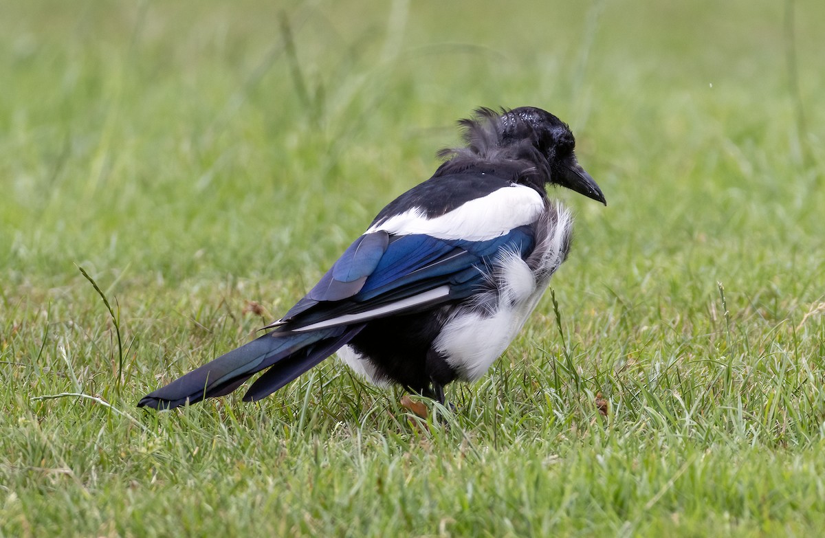 Алаг шаазгай - ML639521283