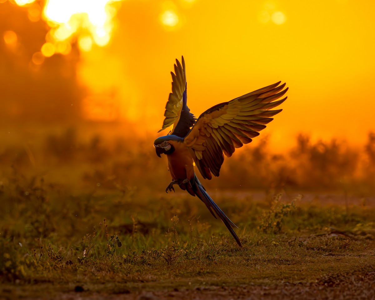 Blue-and-yellow Macaw - ML639521341