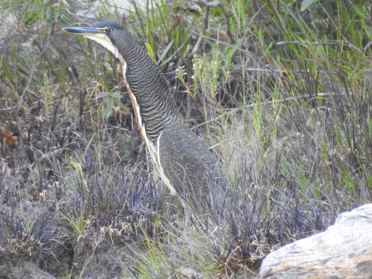 Fasciated Tiger-Heron - ML639521518
