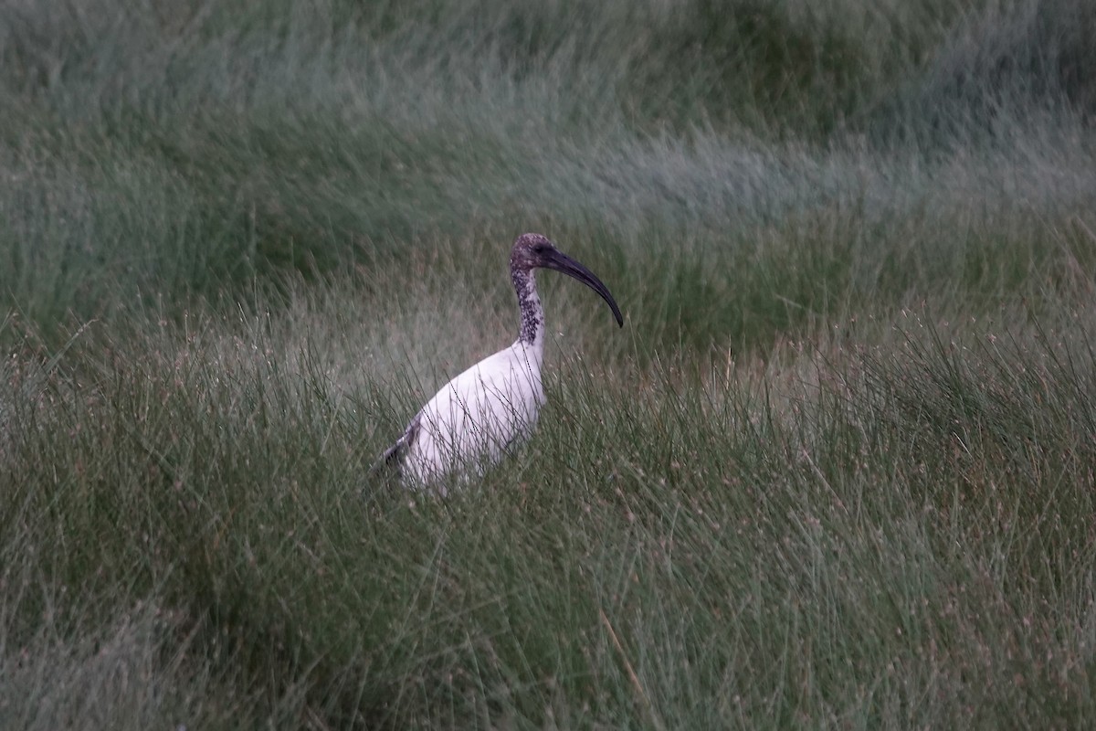 African Sacred Ibis - ML639521558