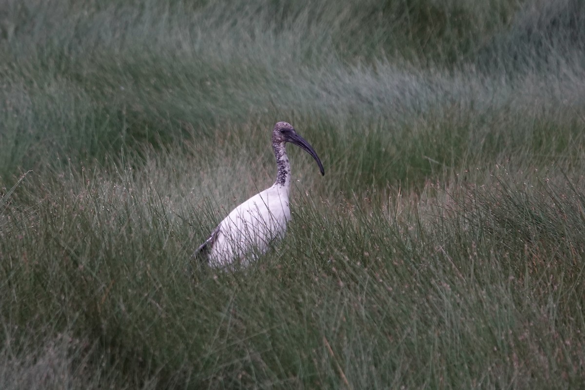 African Sacred Ibis - ML639521560