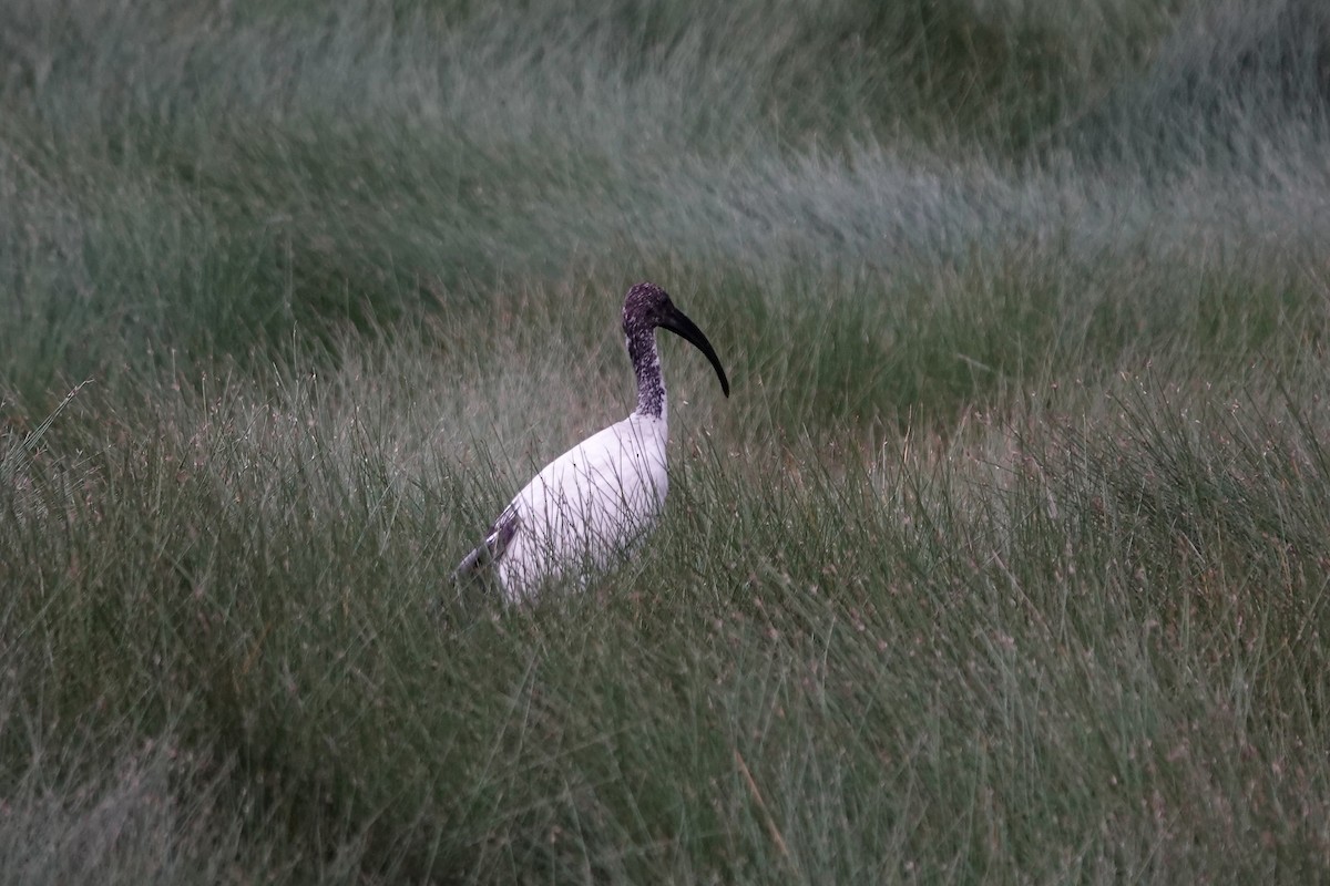 African Sacred Ibis - ML639521561