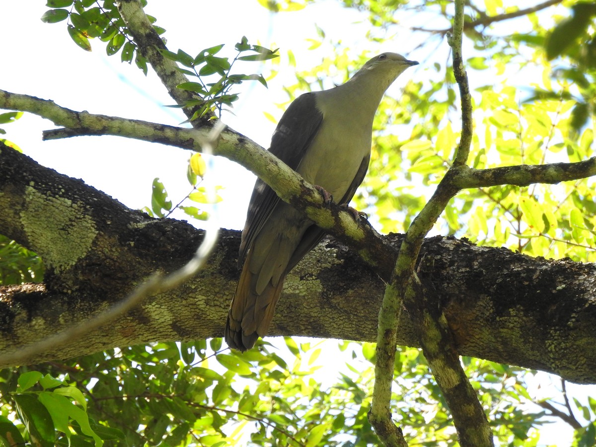 Plumbeous Pigeon - ML639521581