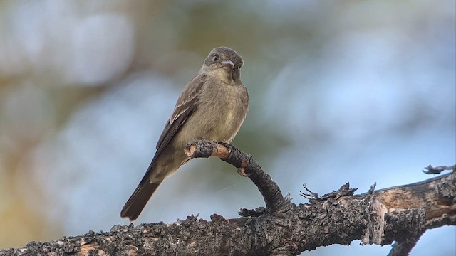 Western Wood-Pewee - ML639521625