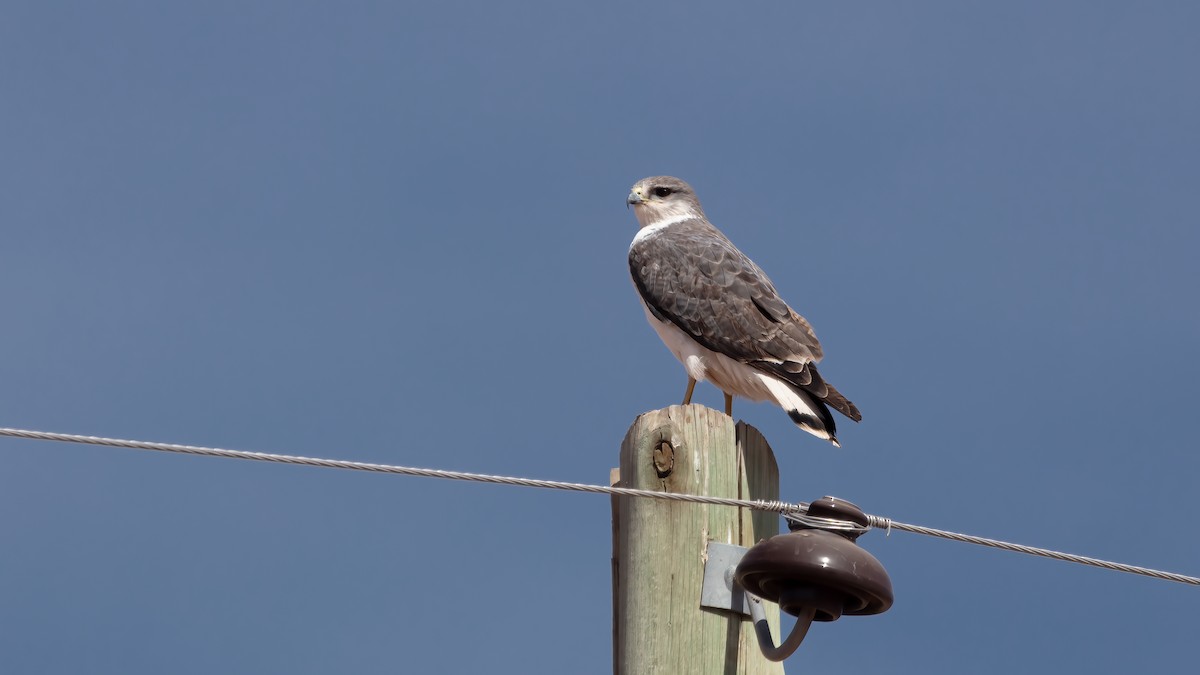 Variable Hawk - ML639521747