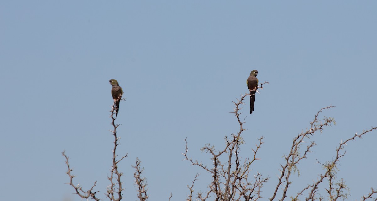 Burrowing Parakeet - ML639521752
