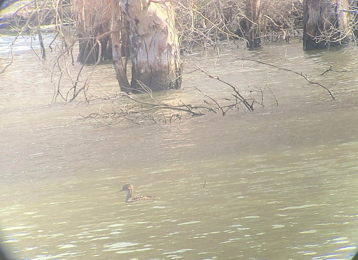 Hooded Merganser - ML639521787