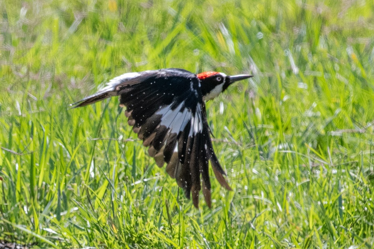 Acorn Woodpecker - ML639521794
