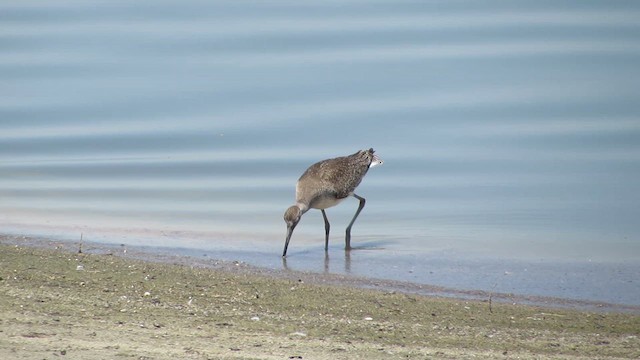 Willet - ML639521804