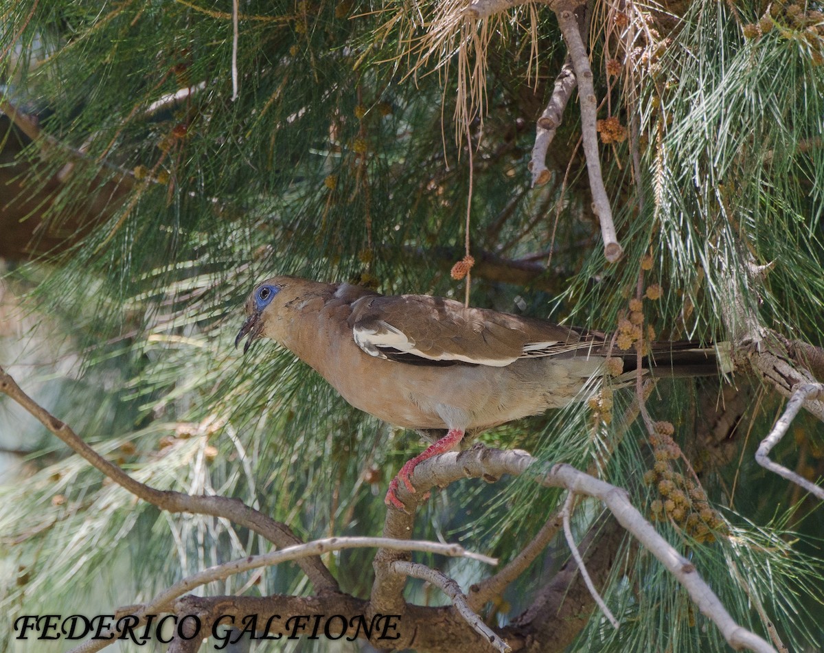 West Peruvian Dove - ML639521839