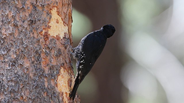 Black-backed Woodpecker - ML639521876