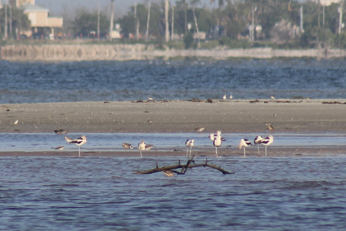 American Avocet - ML639521971