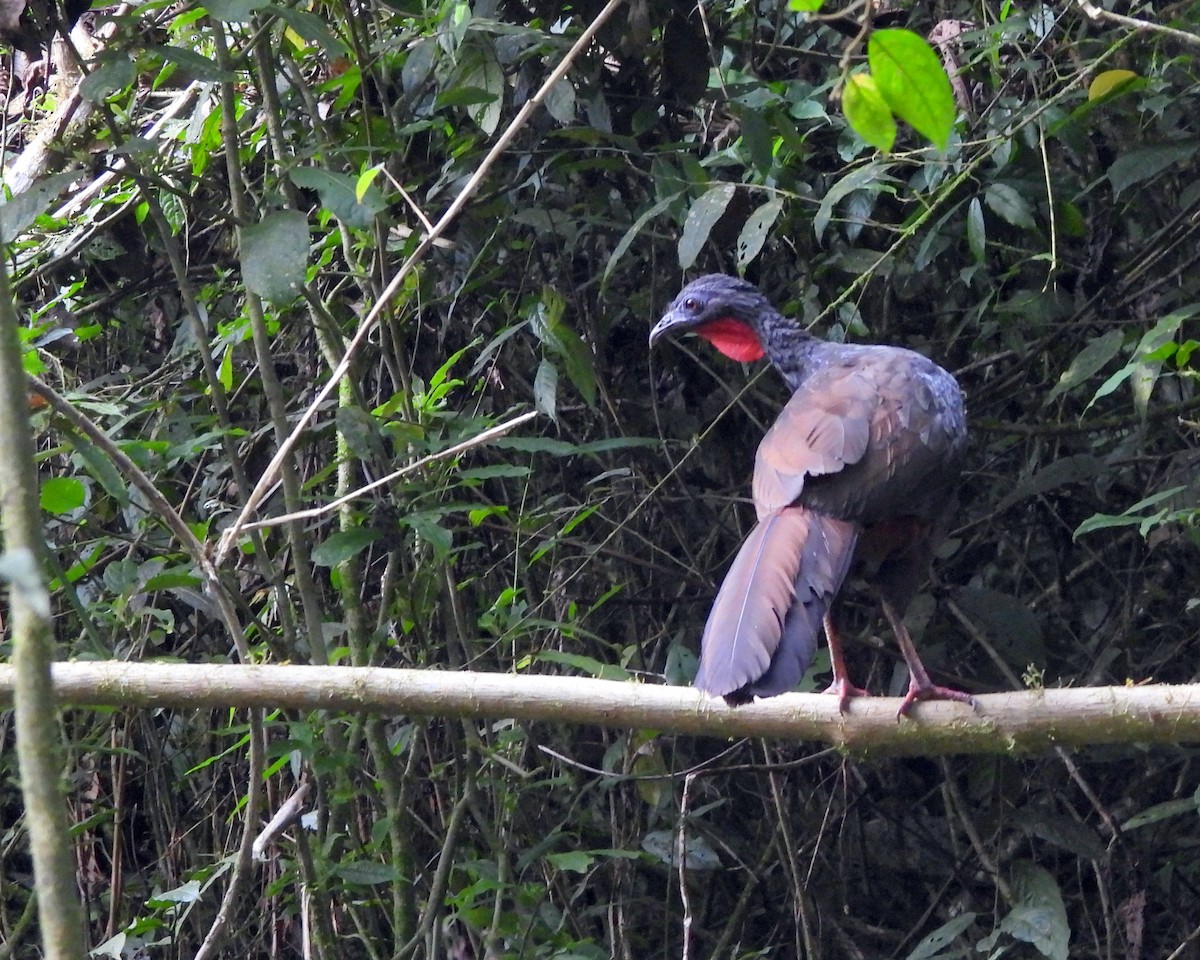 Cauca Guan - ML639521978