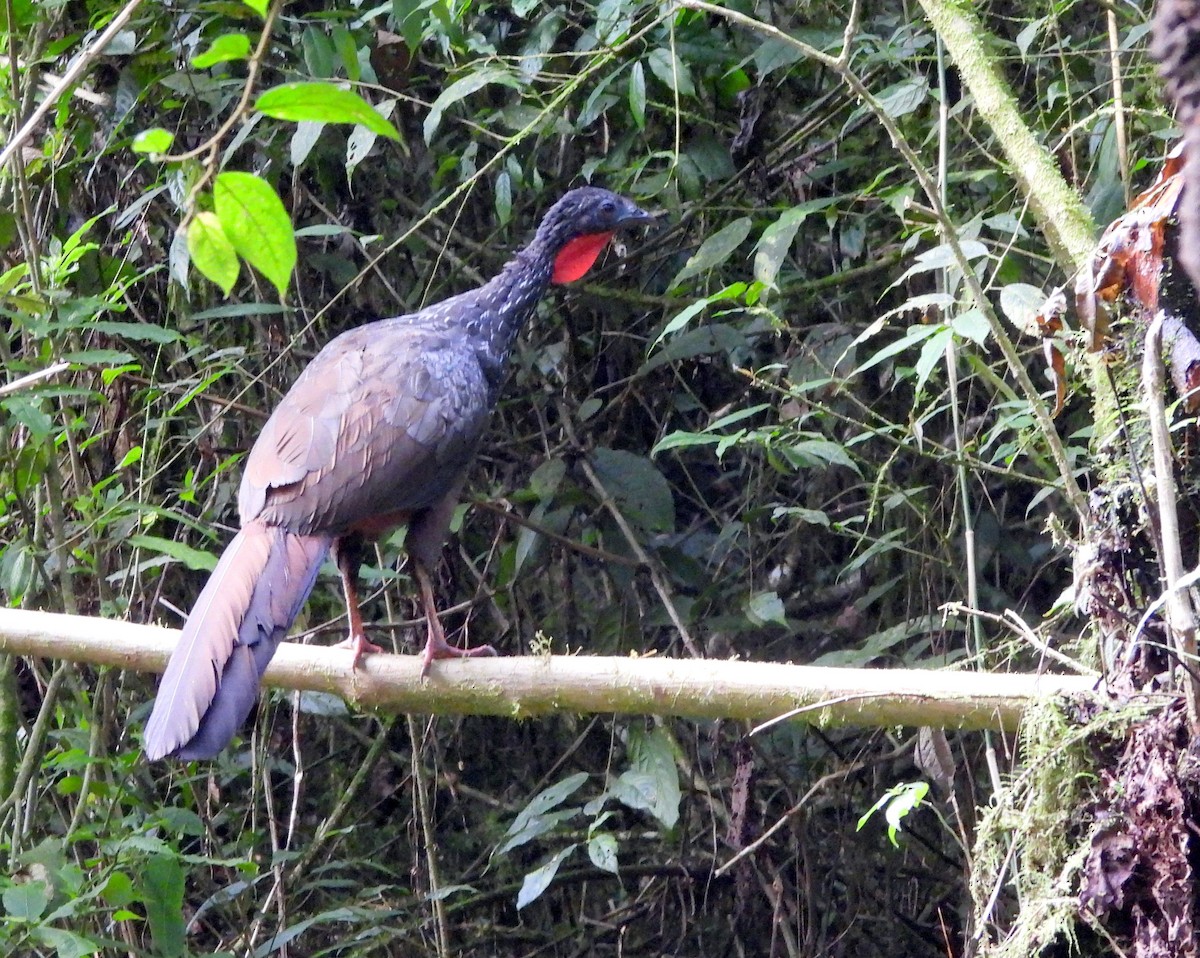 Cauca Guan - ML639521979