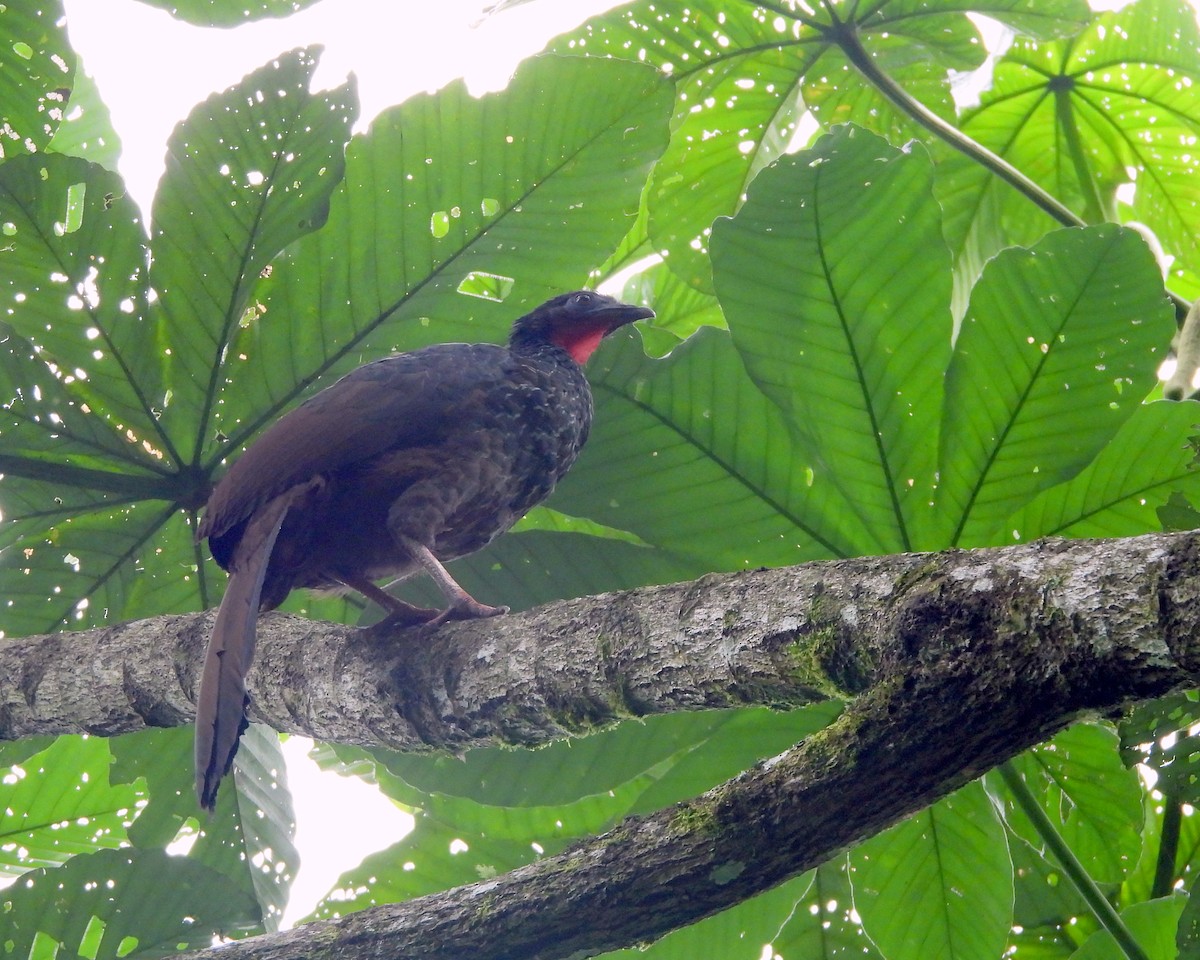Cauca Guan - ML639521980