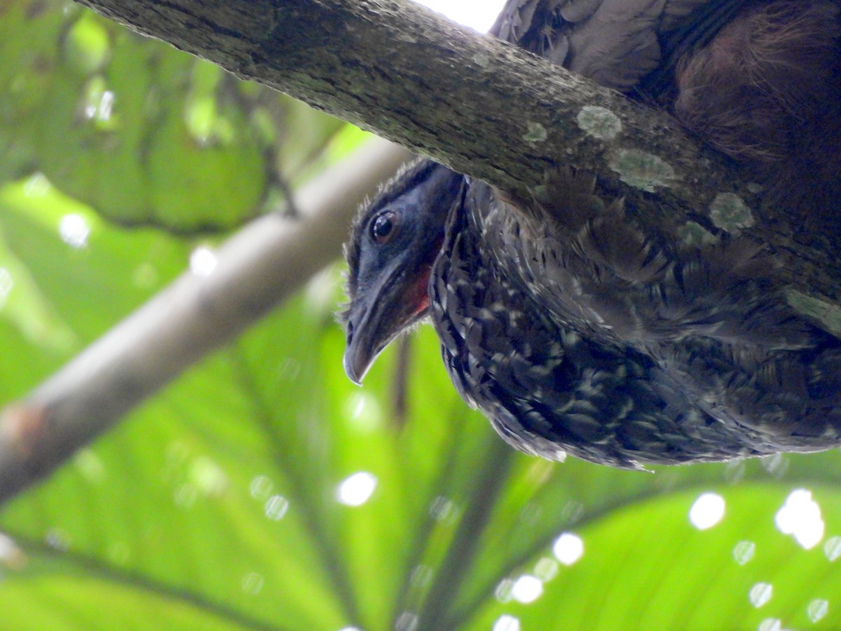 Cauca Guan - ML639521981
