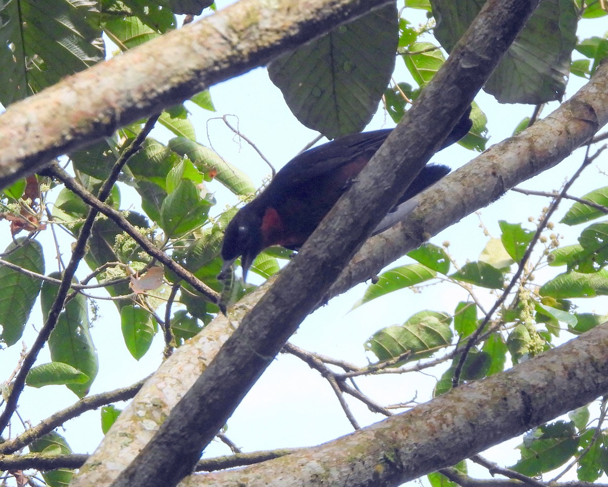 Red-ruffed Fruitcrow - ML639522011