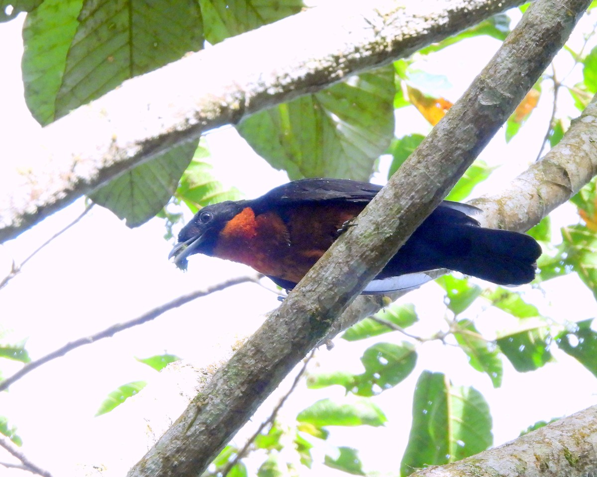 Red-ruffed Fruitcrow - ML639522012