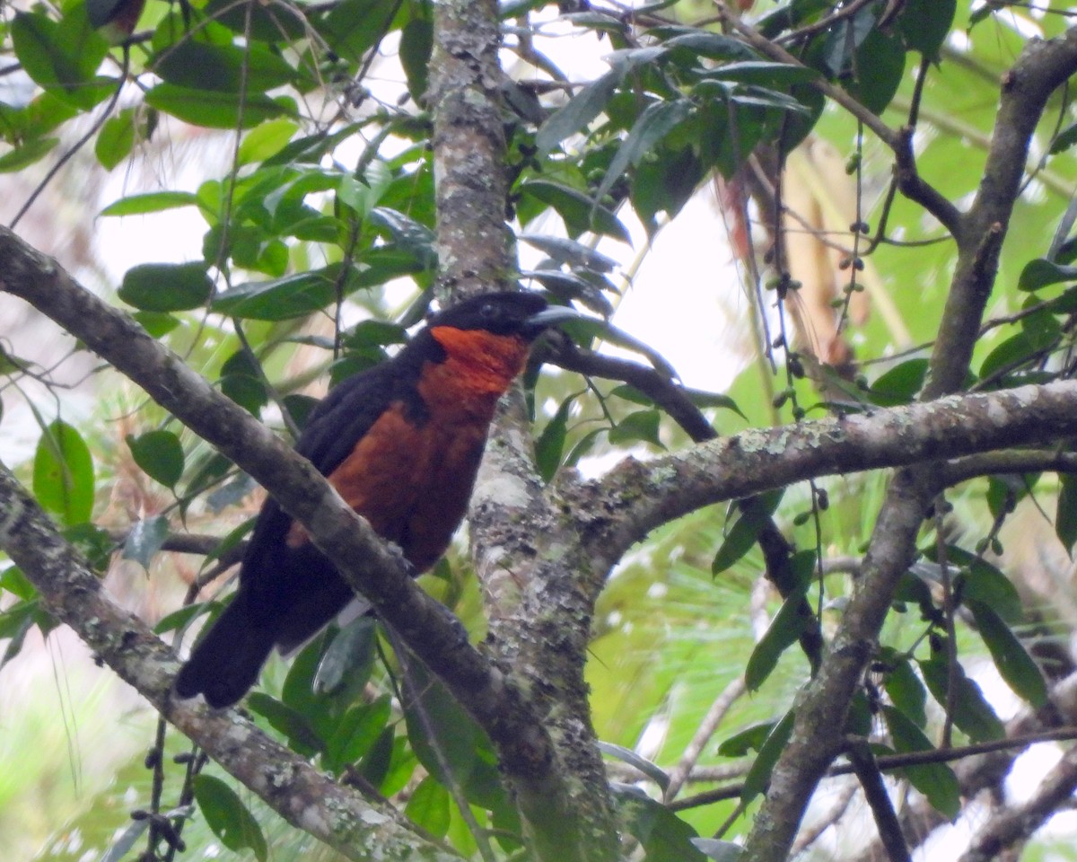 Red-ruffed Fruitcrow - ML639522013