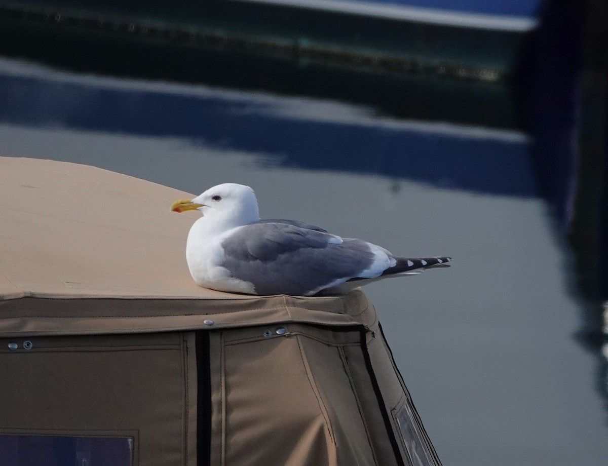 Glaucous-winged Gull - ML639522014