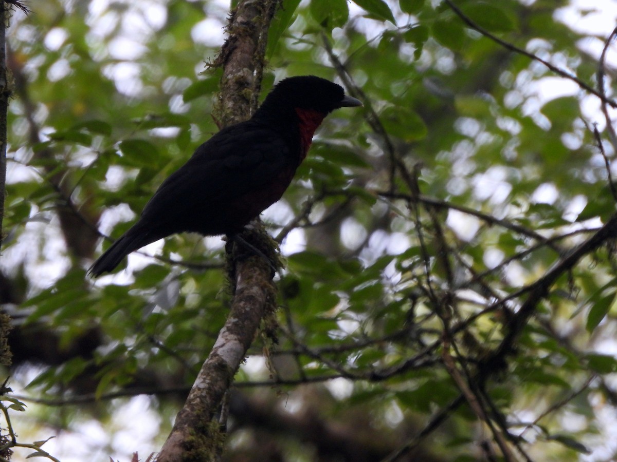 Red-ruffed Fruitcrow - ML639522015