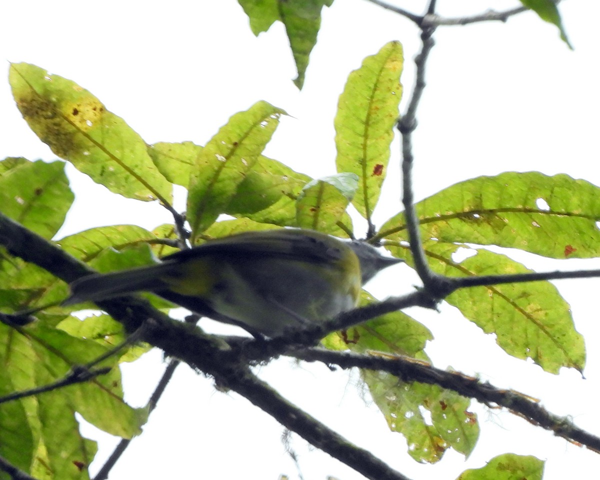 Ashy-throated Chlorospingus - ML639522044