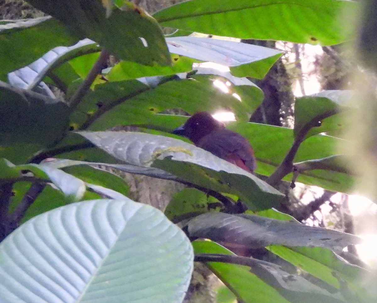 Crested Ant-Tanager - ML639522060