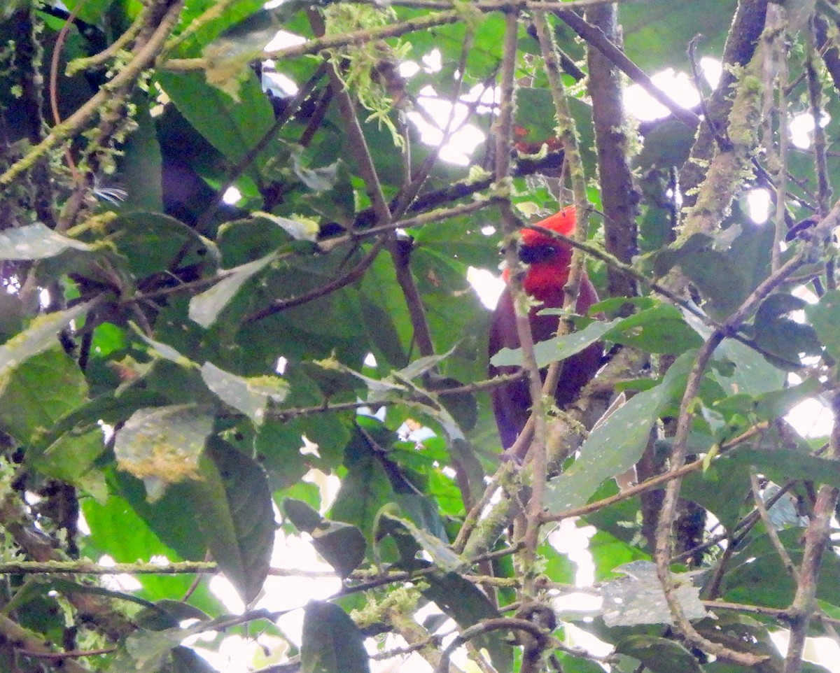 Crested Ant-Tanager - ML639522061