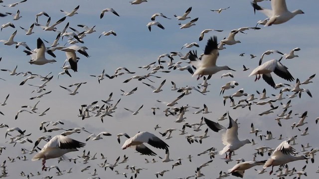 Ross's Goose - ML639522180