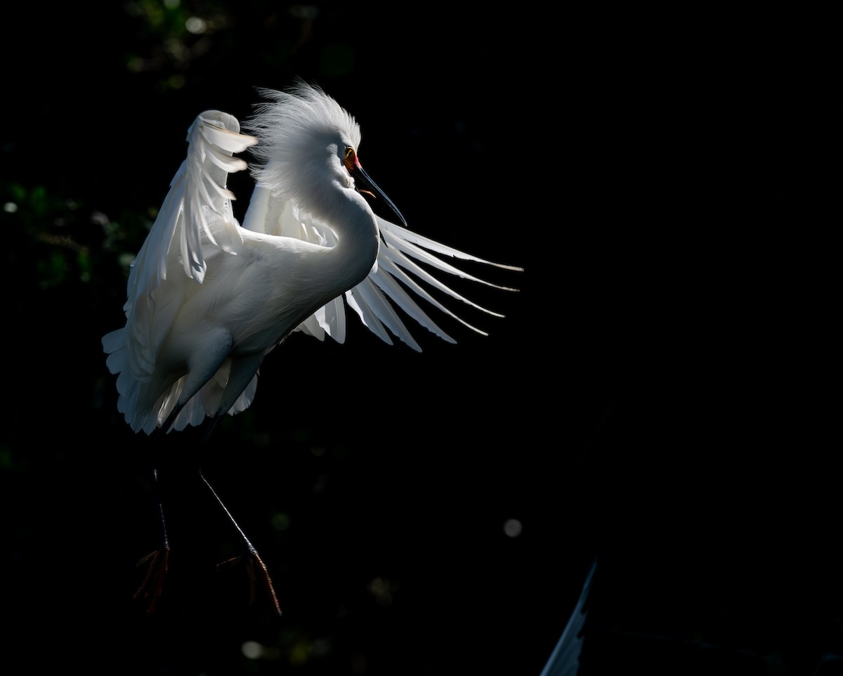 Snowy Egret - ML639522219