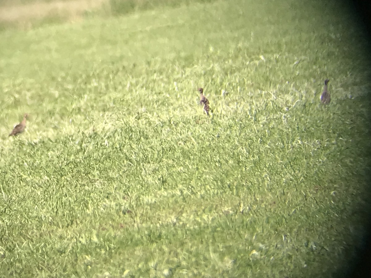 Upland Sandpiper - ML639522270