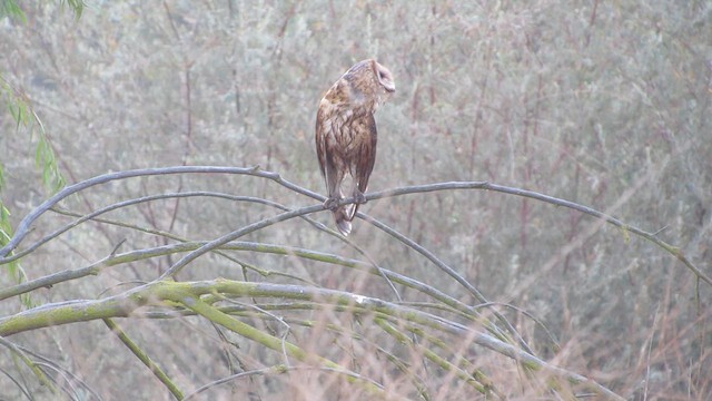 American Barn Owl - ML639522446