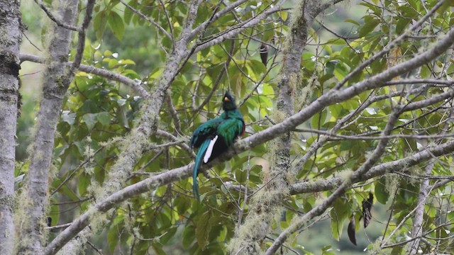Quetzal - ML639522508