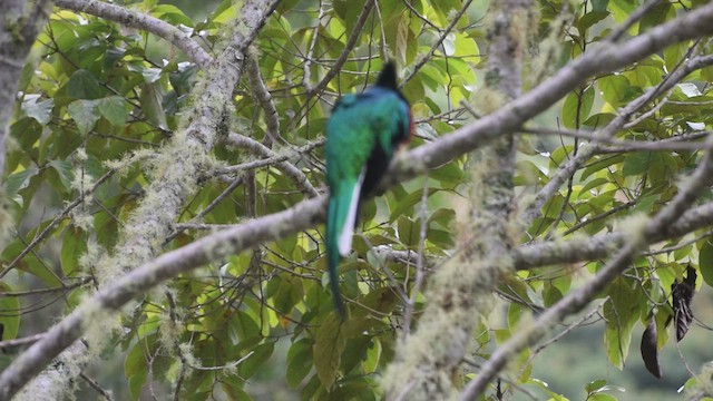 Quetzal - ML639522519