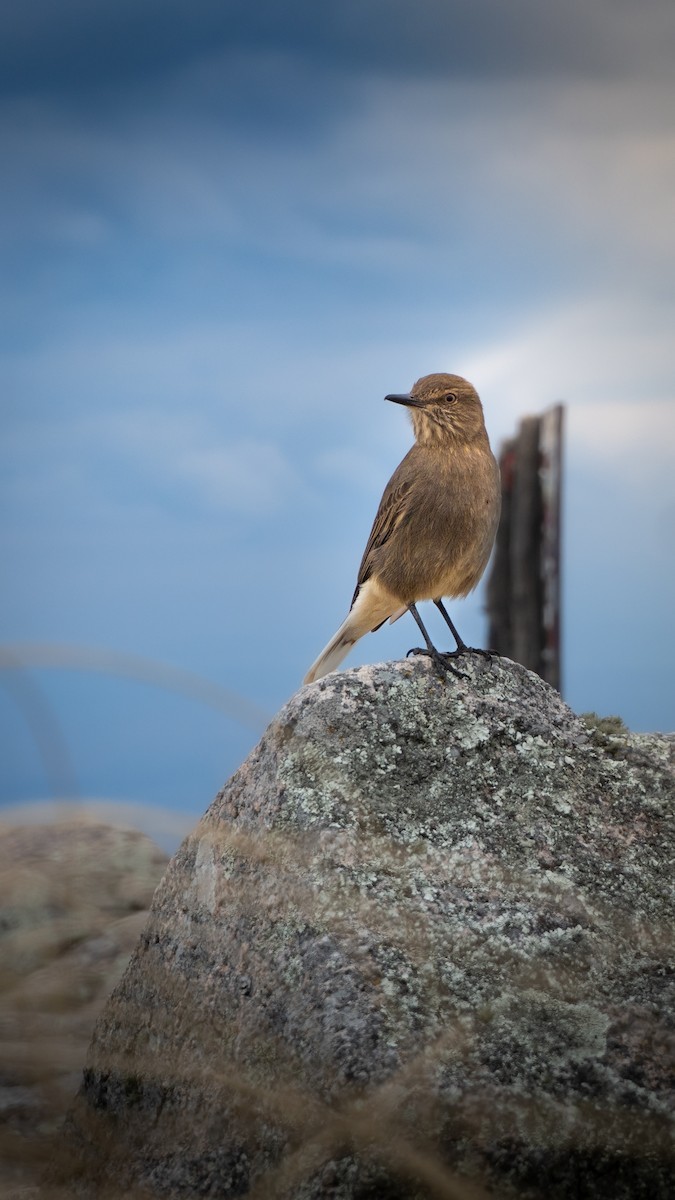Black-billed Shrike-Tyrant - ML639522587