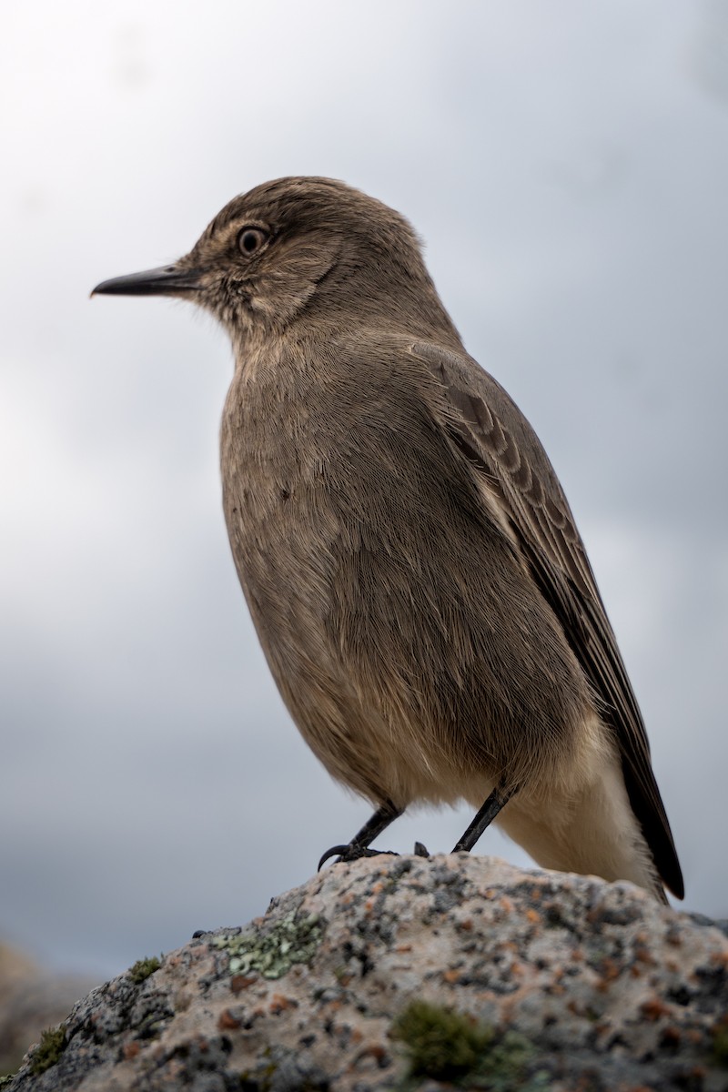 Black-billed Shrike-Tyrant - ML639522589